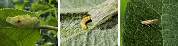 사과나무-사과굴나방-병충해-증상-방제법