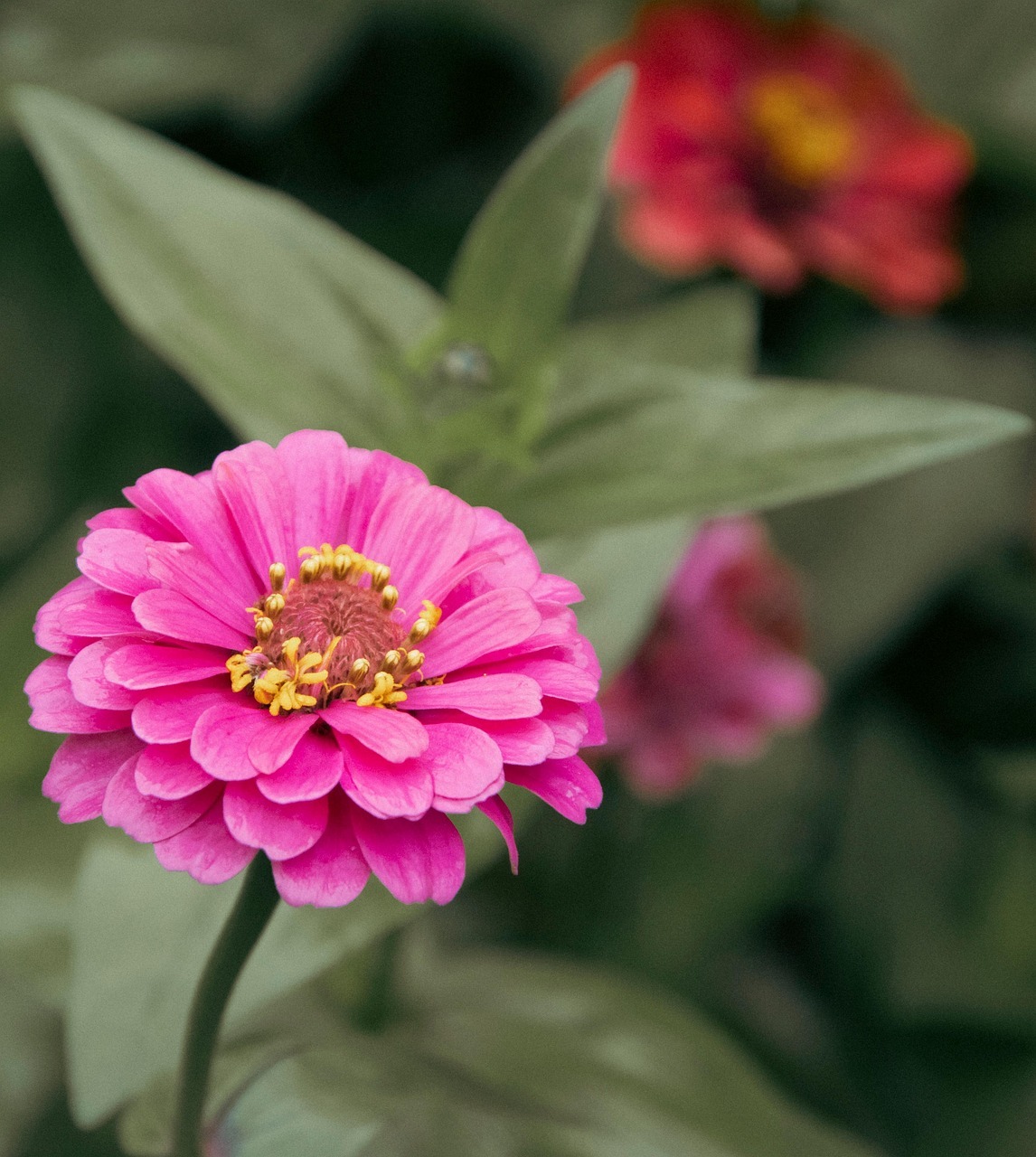 안동 병산서원 배롱나무 꽃