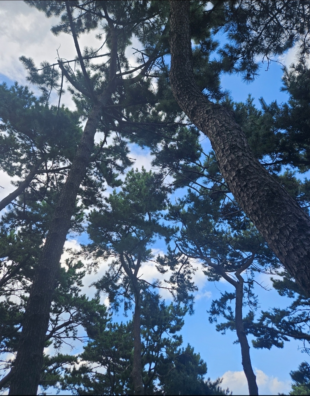 보리꽃 주변풍경1