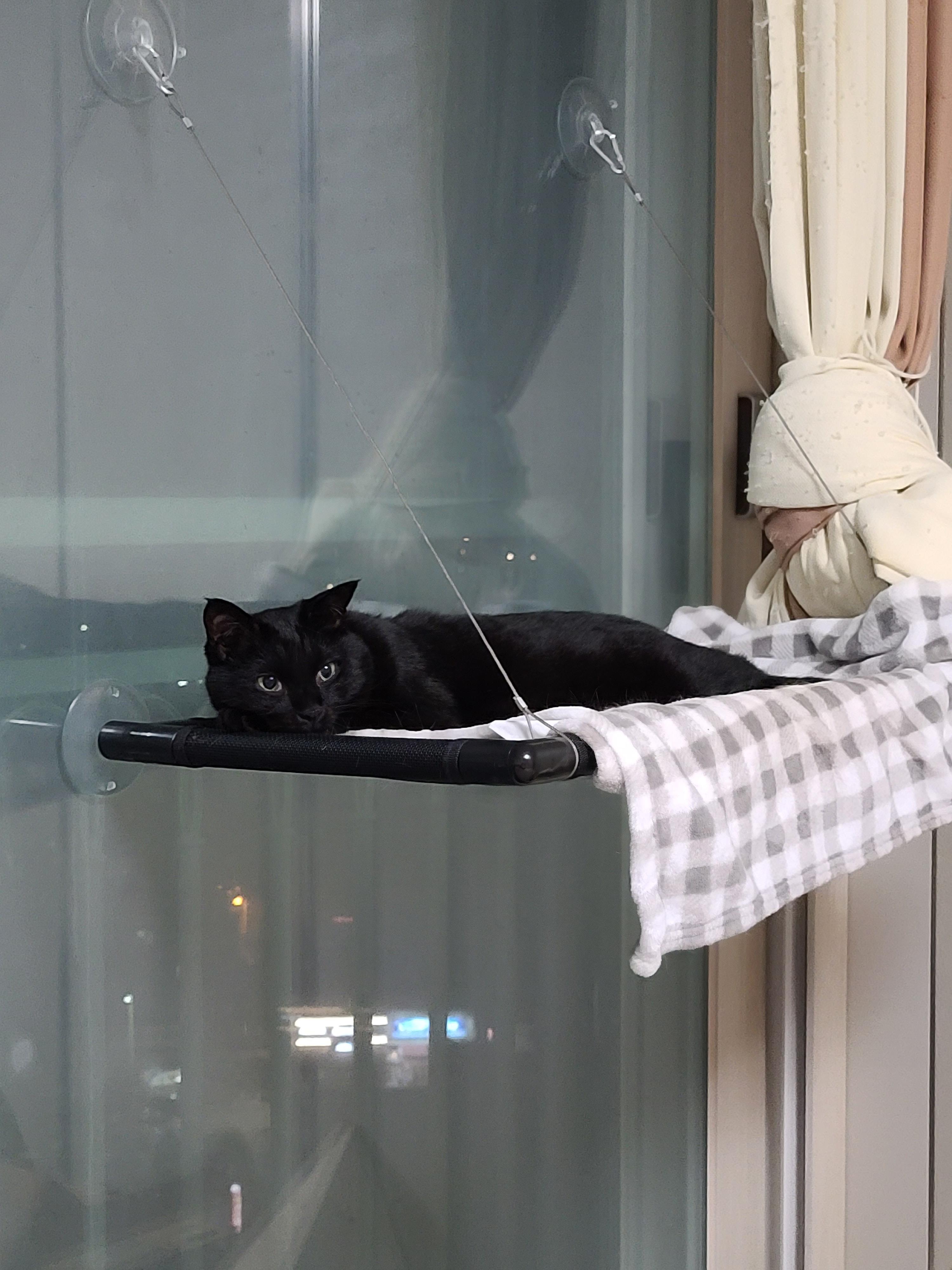 집사의 포커페이스의 중요성(feat. 창밖보는 멋쟁이 건이)