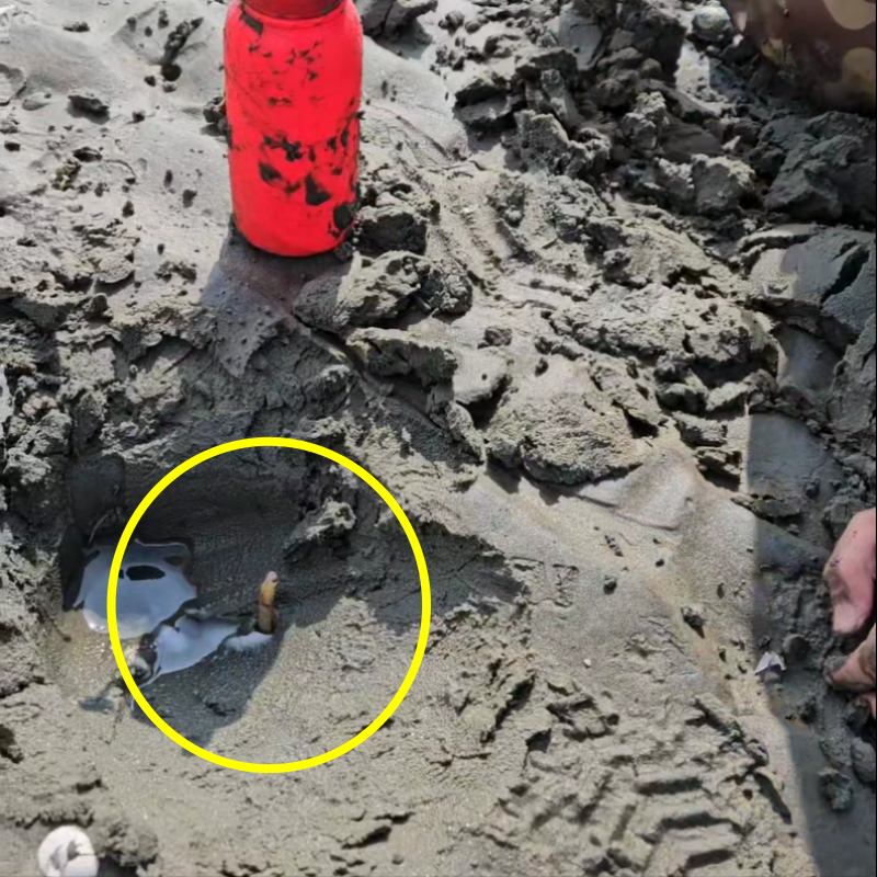 맛조개가 구멍에서 올라오는 순간