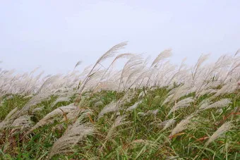 서울 억새축제 2025 일정위치 총정리로 안내_19