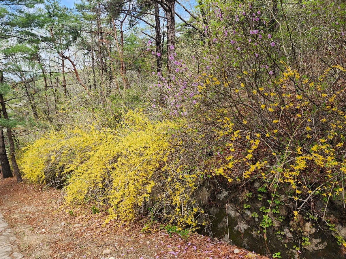 안양 수목원 이미지 사진