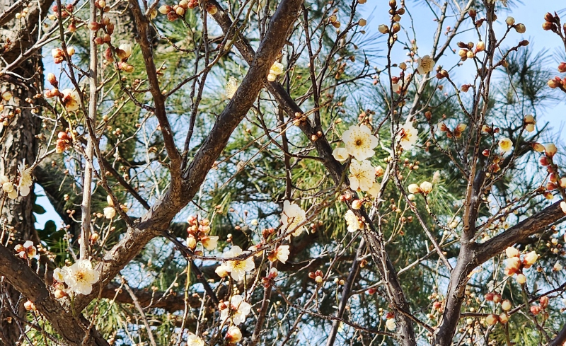 첫매화 부산 복천고분