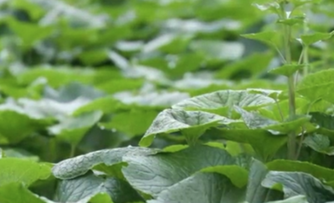 💚 &ldquo;와사비잎 추출물 효능과 다이어트, 부작용 있을까&rdquo; 직접 써보고 느낀 점까지 솔직히 후기!