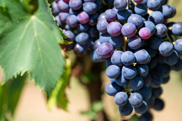 몬테풀치아노(Montepulciano) 포도