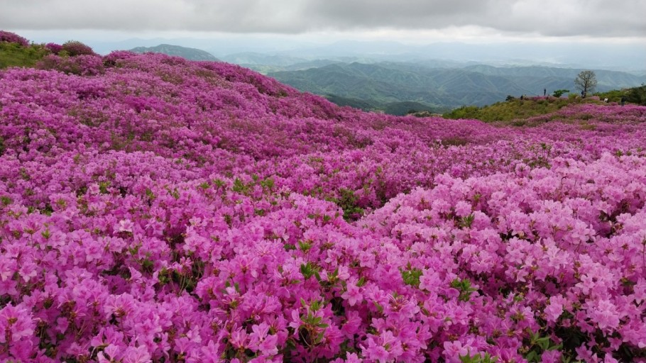 벚꽃축제벚꽃명소봄꽃여행지