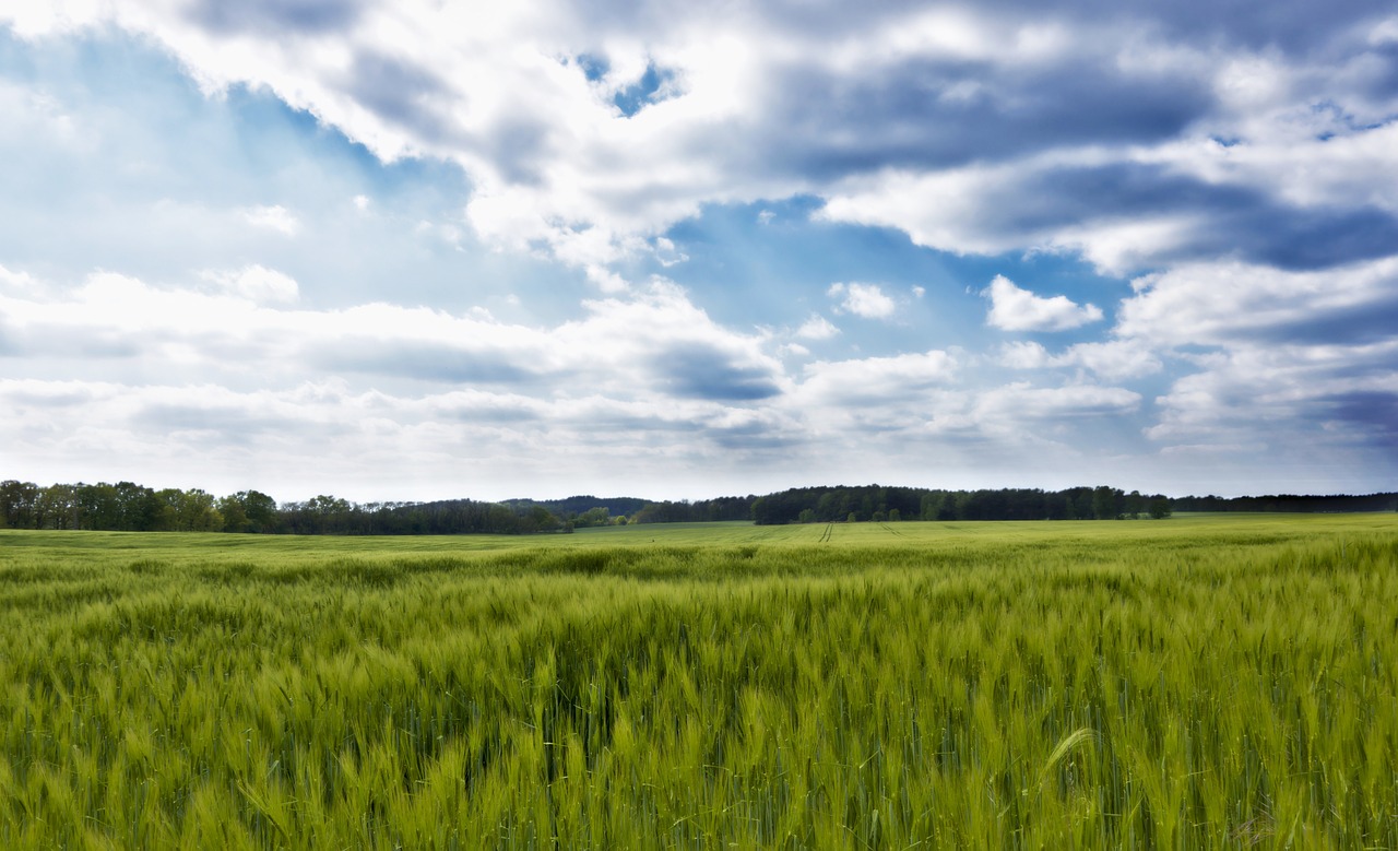 초록빛이 가득한 제주도 관련 사진