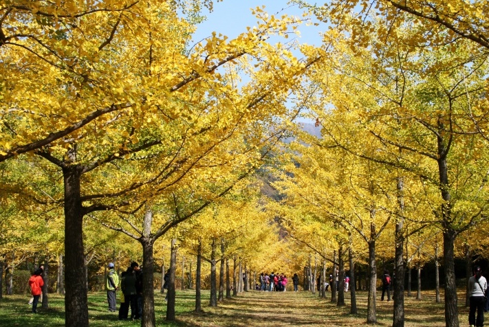 홍천-은행나무숲
