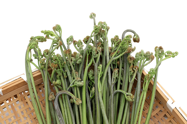 건조중인-고사리