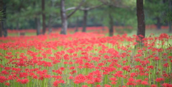 보롬왓 튤립축제 2025