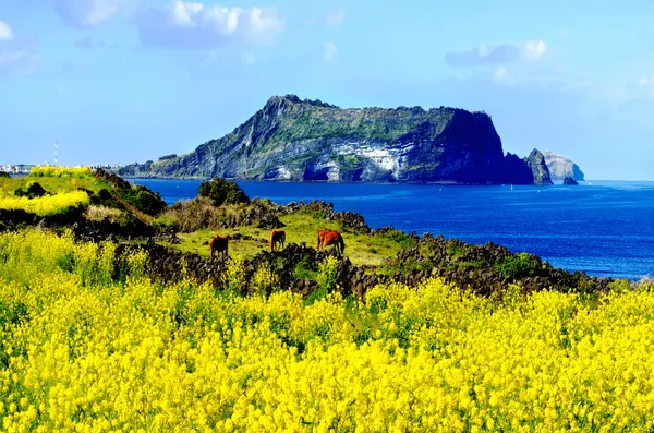 제주도 가볼만한곳 10곳 여행지 모음_7