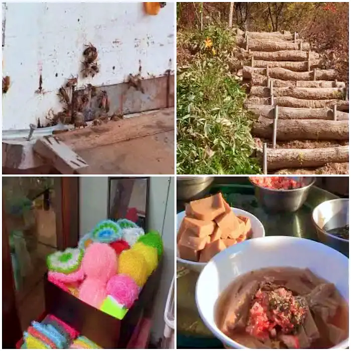 이승윤 윤택 나는 자연인이다 능이 오리 백숙 요리 공주는 즐거워 자연인 차연옥 소개 및 출연 528회 다시보기