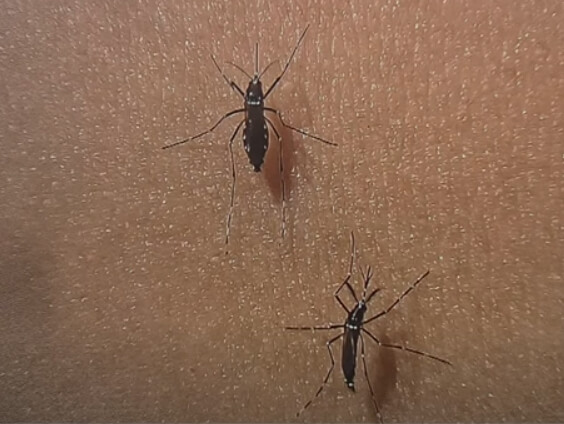 피부를 무는 모기 이미지