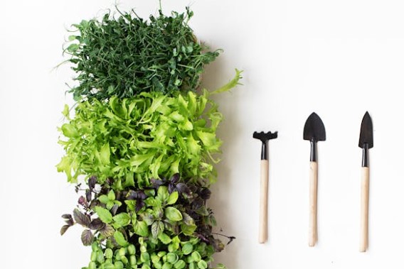 차요테 효능 수확시기