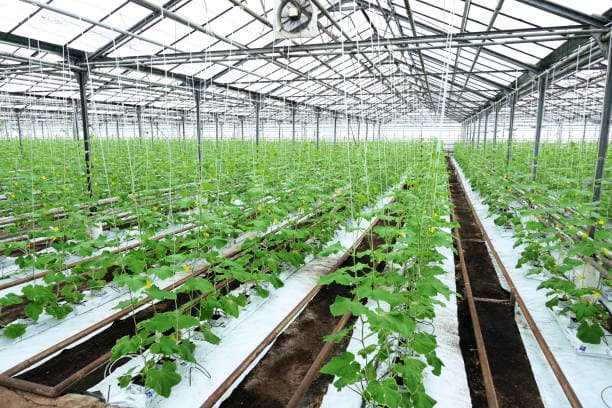 식물 공장에서 사용하는 최첨단 IoT 기술