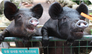 휴애리 프로그램 흑돼지야 놀자 이미지 출처: 휴애리 홈페이지