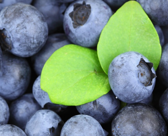 블루베일 열매 이미지