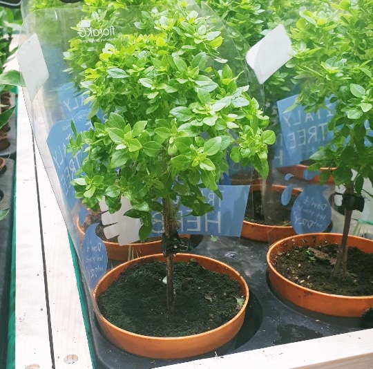 매대에 올려진 바질 트리