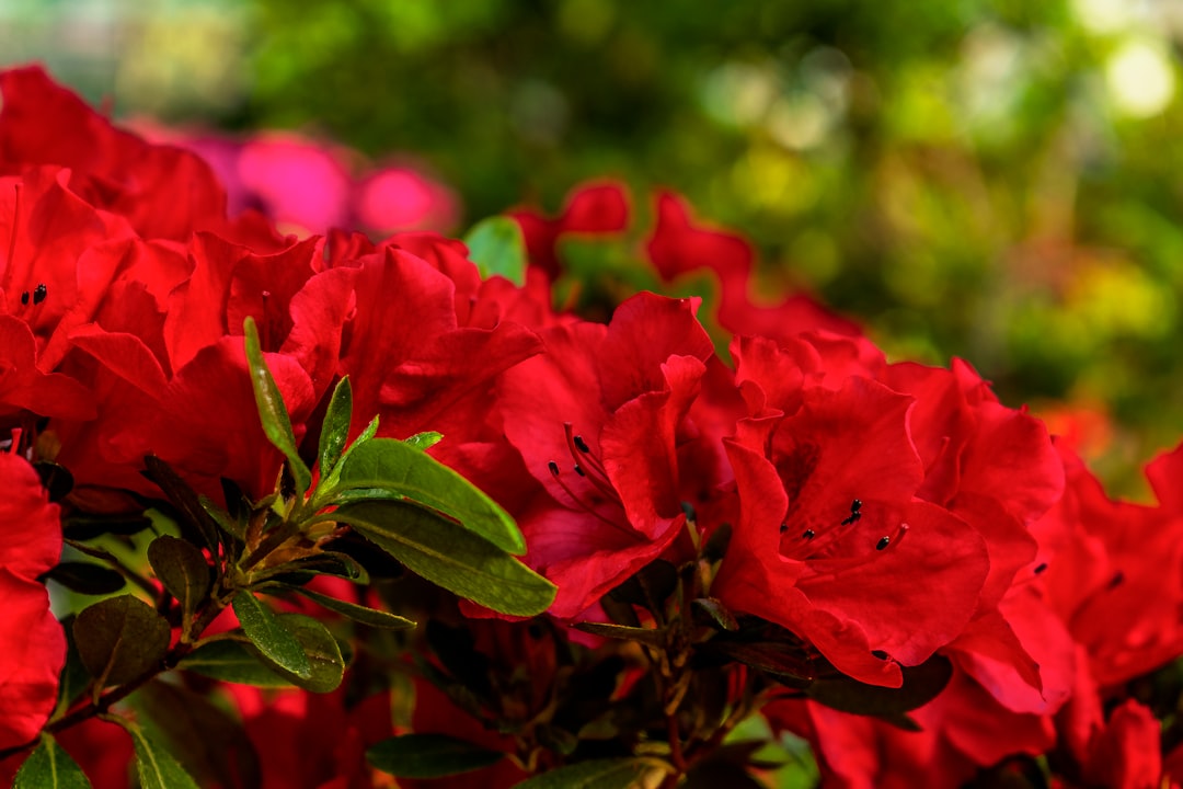 진달래 개화: 2025 영취산 진달래축제 방문 전 필독 가이드 관련 이미지 2