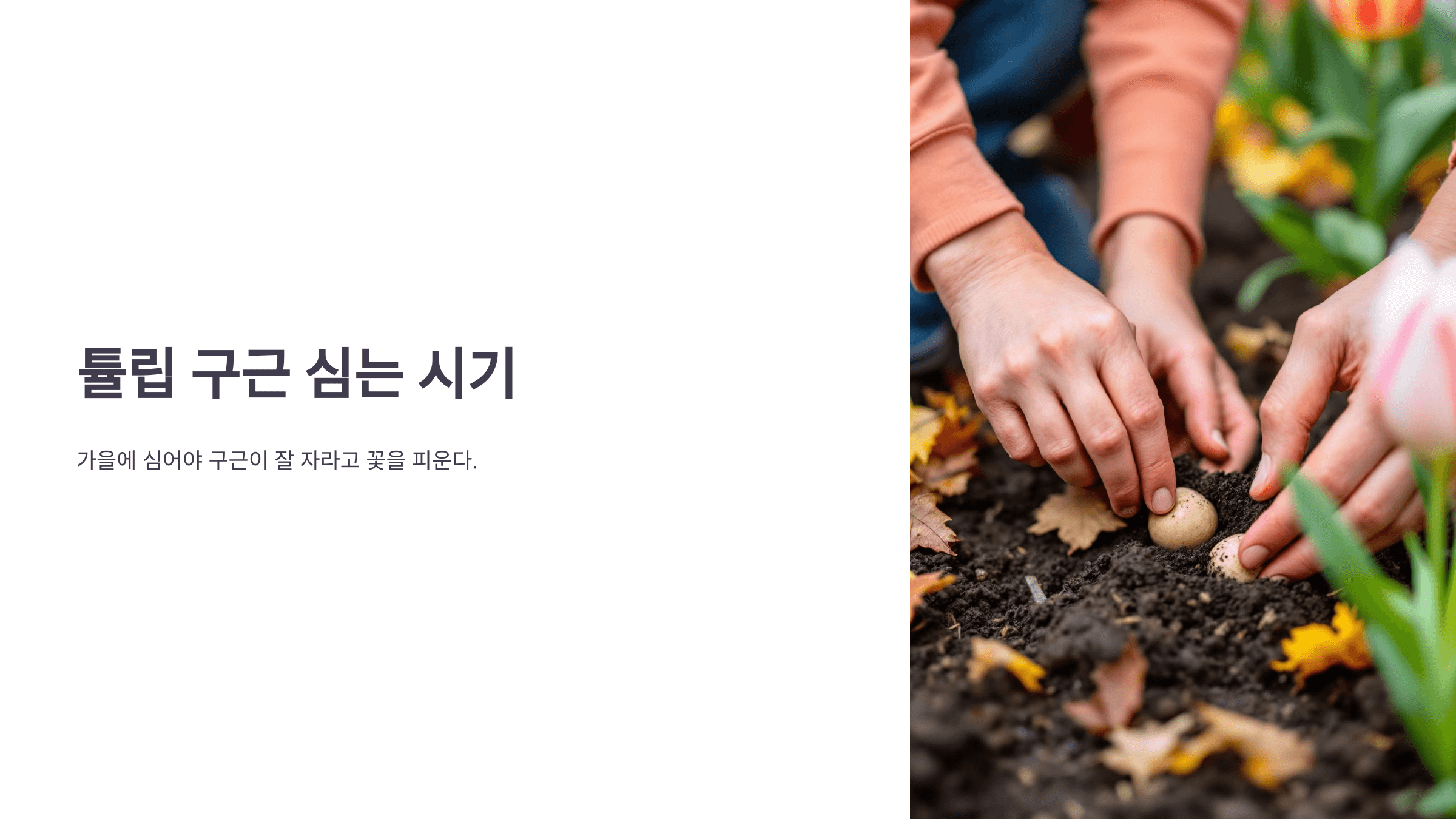 튤립과 관련된 사진입니다.