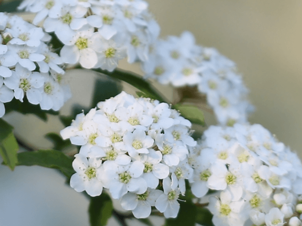 전주수목원-공조팝군락지