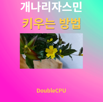 개나리자스민 키우기 물주기