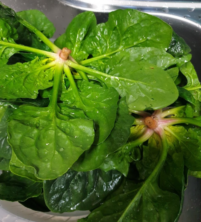 겨울시금치