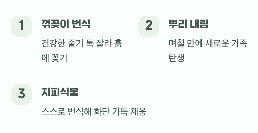 꺾어만 줘도 뿌리 내리는 놀라운 생명력