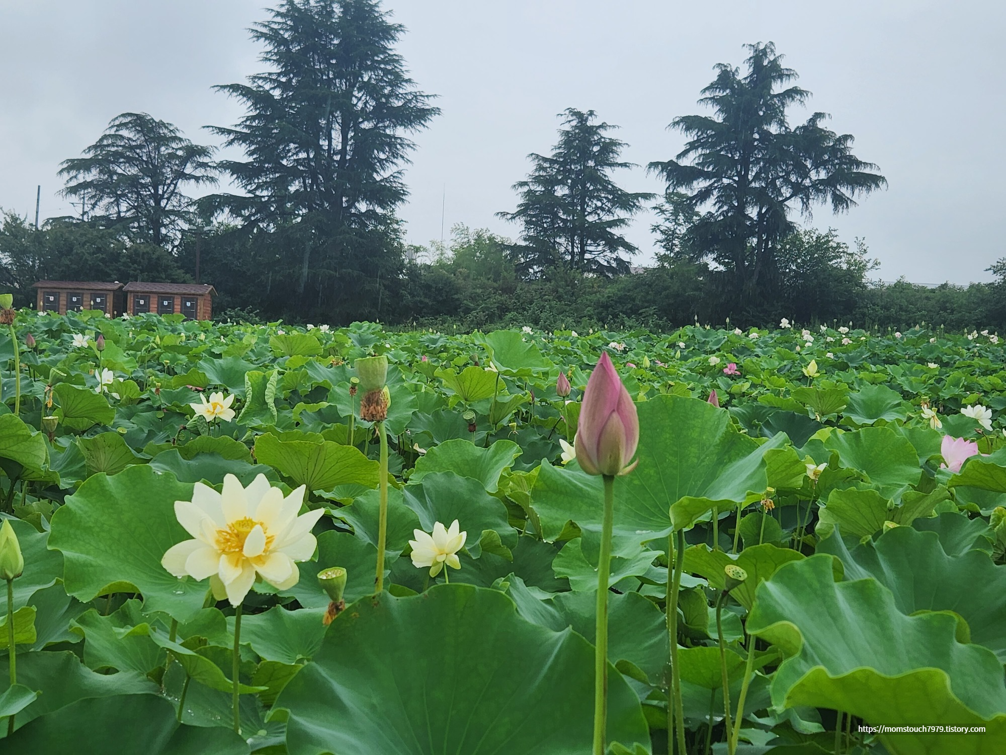 경주 연꽃 동궁과 월지