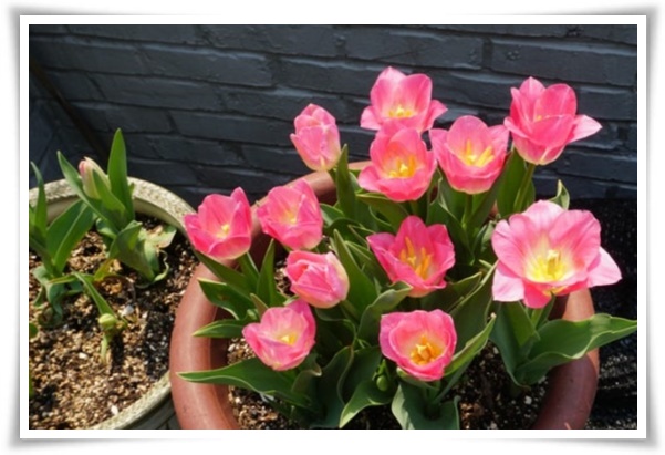 "튤립" 매력적인 봄의 대표적인 꽃, 튤립의 매력!