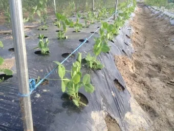 완두콩 재배 추위 견디기 지주 세우기 꼬투리 수확_9