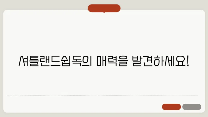 셔틀랜드쉽독의 전형적인 모습