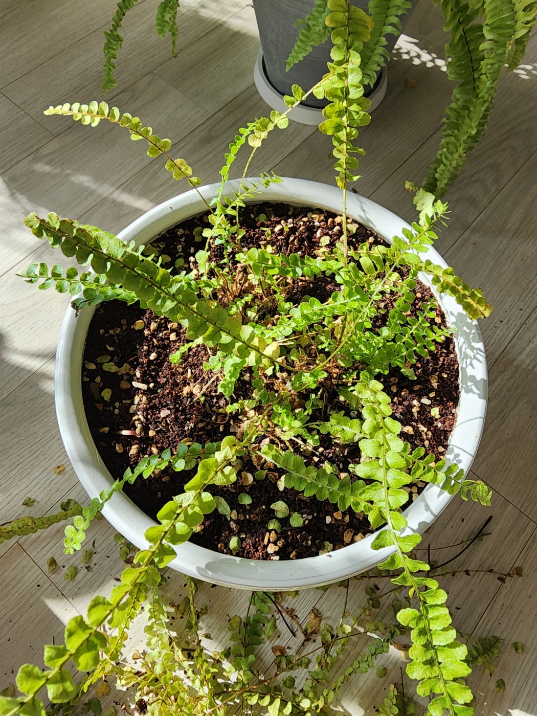 현재 잎이 노랗게 변해보이면서 잎떨굼이 시작되버린 더피고사리