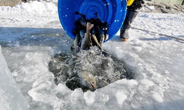 2025 얼음나라 화천 산천어축제 일정 및 입장료 총정리