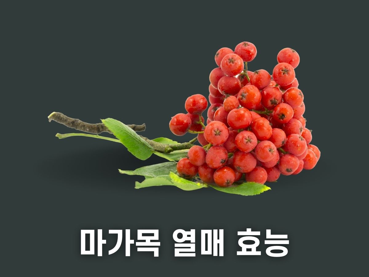 마가목 열매 효능