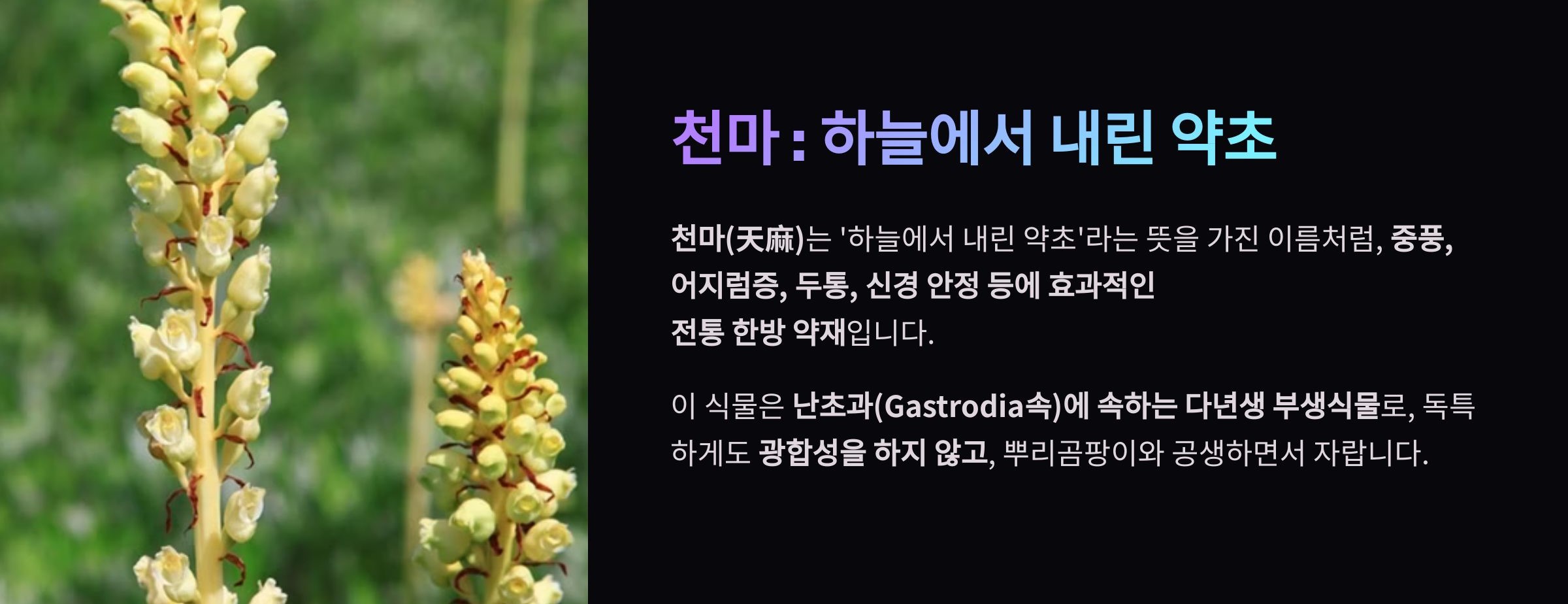 천마란?