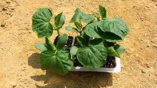 오이재배-모종-심는시기-정식시기