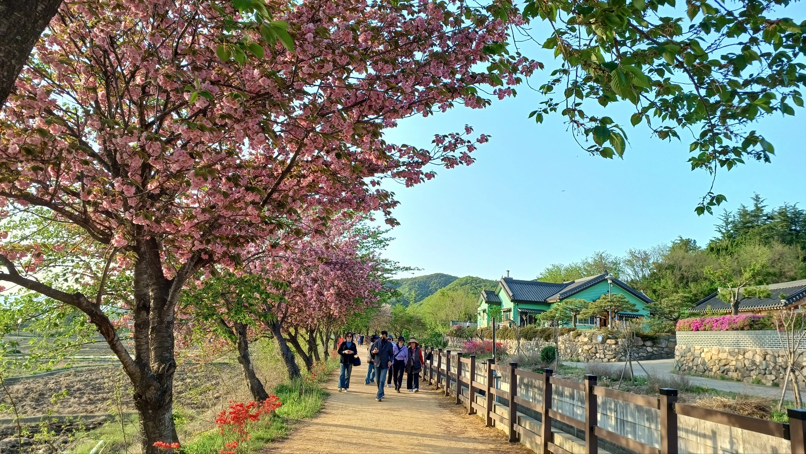 선덕여왕길 겹벚꽃8