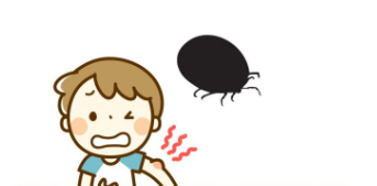 참진드기