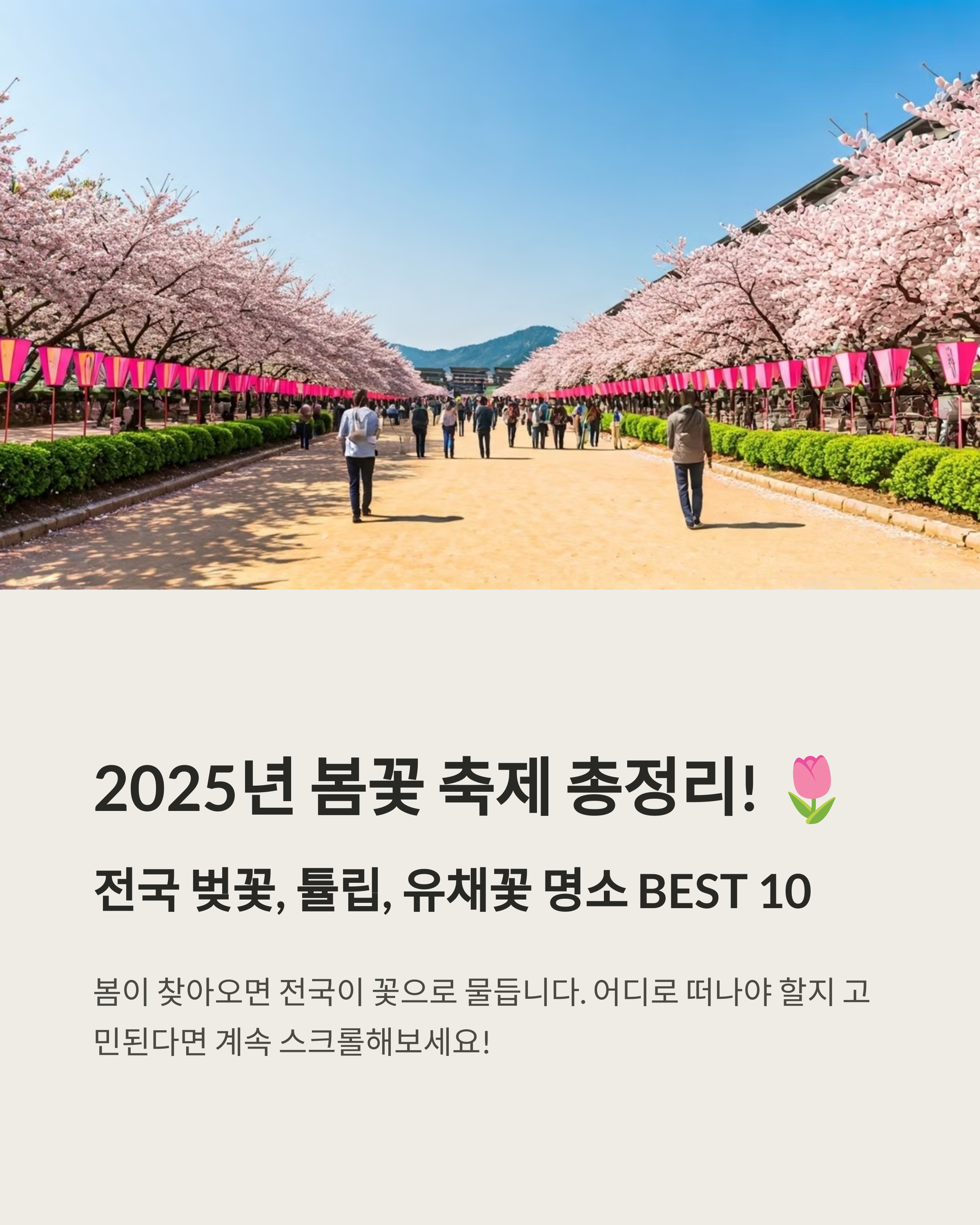 국내 봄꽃 축제 총정리! 🌷 2025년 벚꽃, 튤립, 유채꽃 명소 BEST 10
