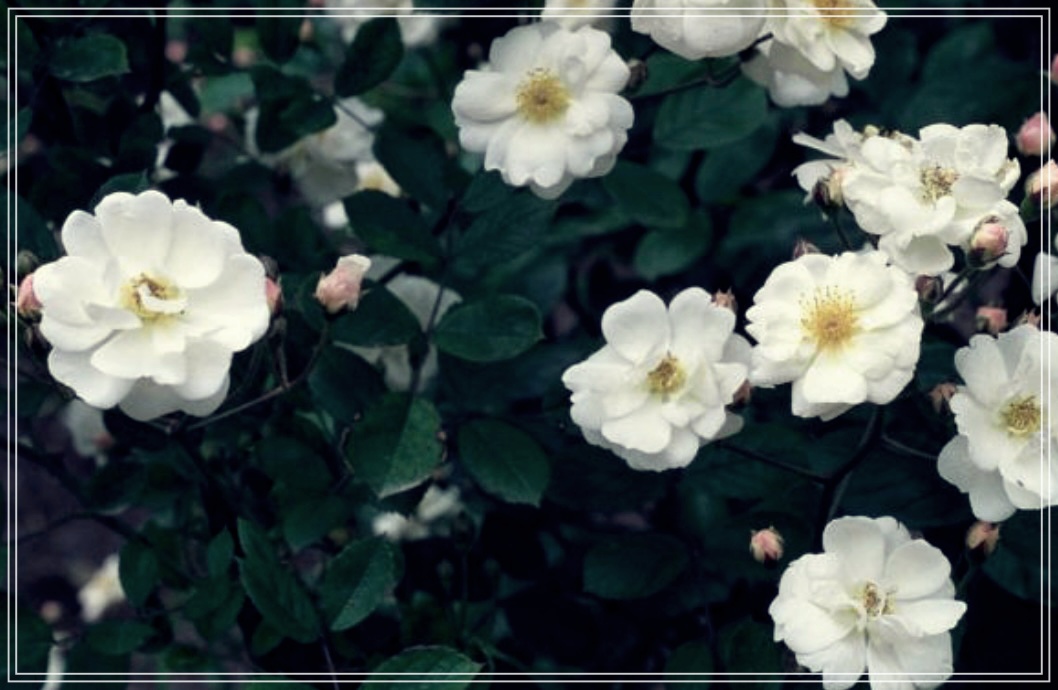 찔레순의 놀라운 효능