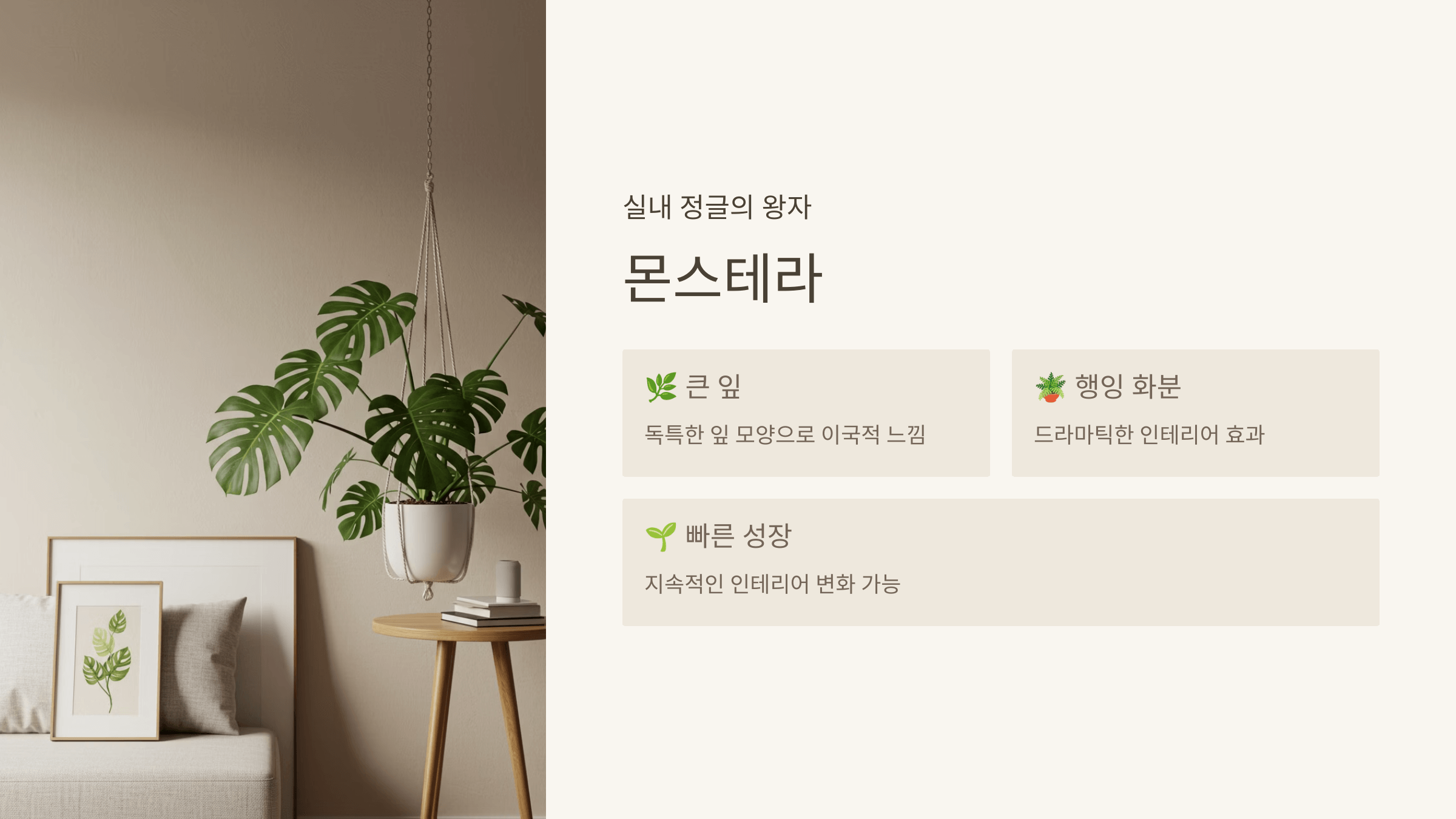 몬스테라
