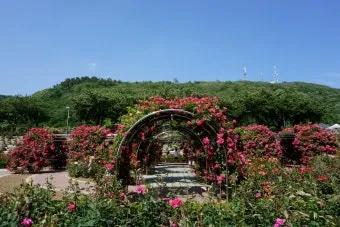 2025 삼척 장미공원 장미축제 일정 주차 볼거리_20
