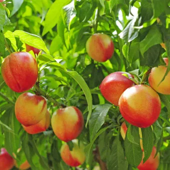 복숭아 나무 한살이 시기_4