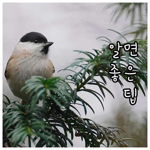 신차 vs 중고차 어떤 차가 고장률이