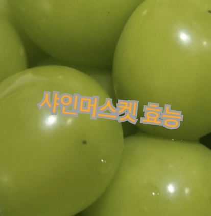 샤인머스켓-효능
