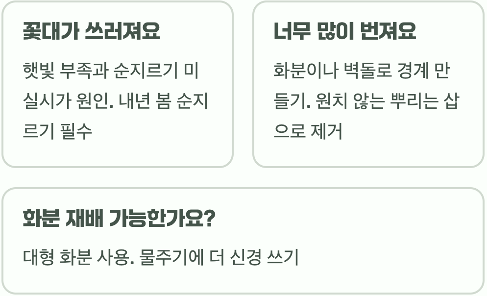 꽃범의꼬리 키우기&amp;#44; 죽이지 않고 키우는 법 A to Z (물주기&amp;#44; 월동)