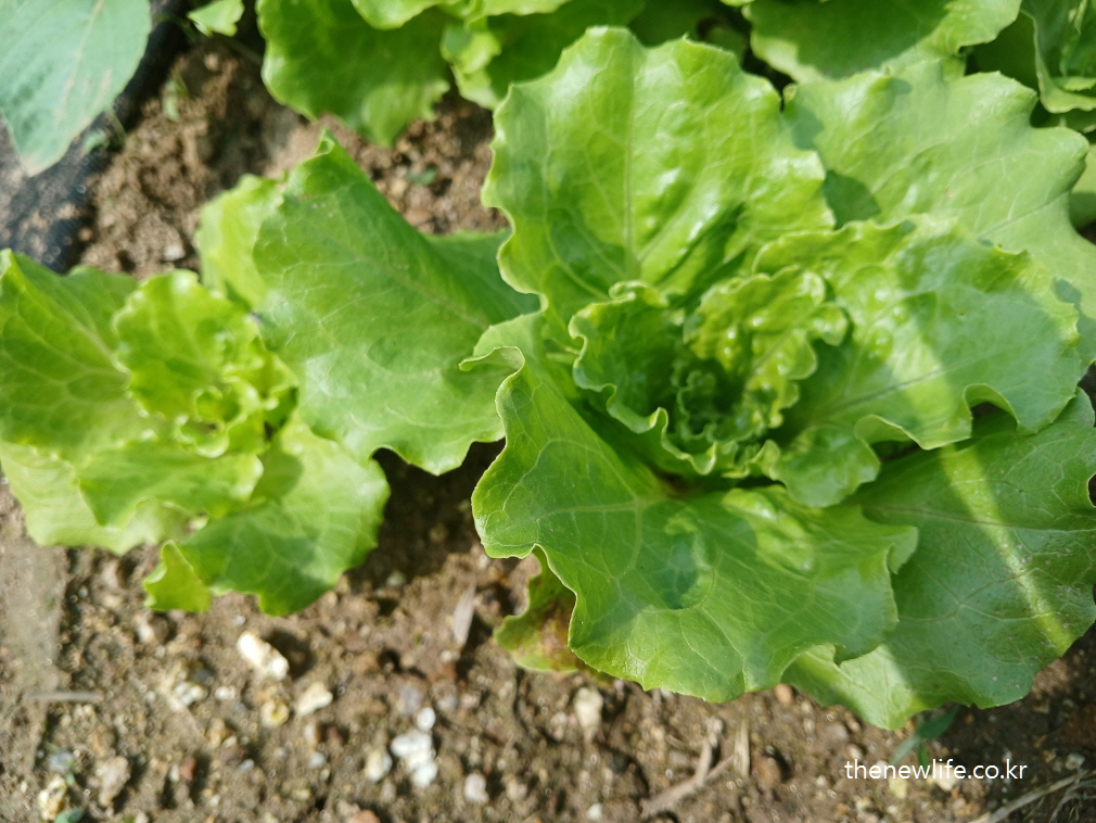 Frilled butterhead-type lettuce with a slightly curled edge-잎 가장자리가 살짝 말린 형태의 프릴형 버터헤드 상추