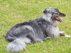 강아지 꿈해몽 개꿈 의미